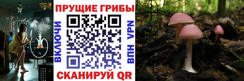 Галлюциногенные грибы Cubensis  Гвардейск 